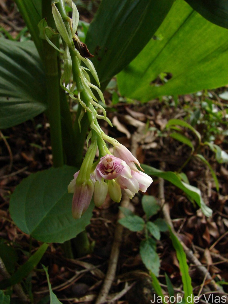 Geodorum densiflorum (Lam.) Schltr.